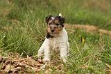 FOX TERRIER 548